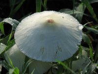Mushrooms, Sep 08 061 (Small).jpg