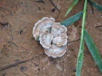 Mushrooms, Sep 08 065 (Small).jpg
