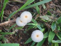 Mushrooms, Sep 08 076 (Small).jpg