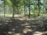 plots (8).JPG