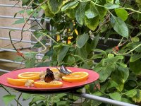 IMG_3757[1].JPG