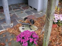 dog statue.JPG