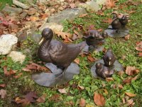 ducks.JPG