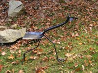 gooney bird no rock.jpg