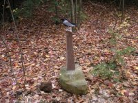 bird full.JPG