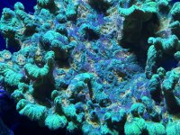 IMG_3736[1].JPG
