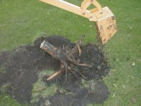 stump3.jpg