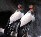 information.exhibition-zoo24.jpg
