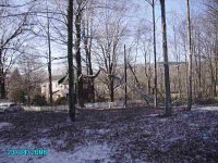 tree limb on property.JPG