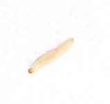 worm1.jpg