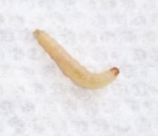 worm2.jpg
