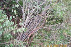 34-69993-JDBrush1-2o1addsuptotoughstuff.jpg