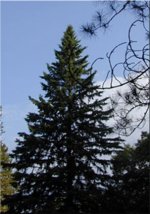6-72398-holidaytree1.jpg