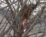 242991-Nest.JPG