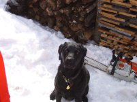 Loggin with the Kioti 007.jpg