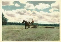 Haying in Nova Scotia - 1945.jpg