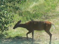 deer2.jpg