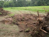 STUMP2.JPG