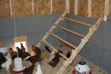roost 1.jpg