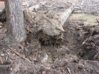 Tree Removal & Old Chicken Coupe 003 (Small).jpg