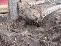 Tree Removal & Old Chicken Coupe 004 (Small).jpg