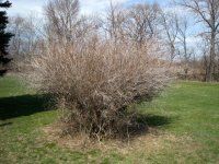 bush1.jpg
