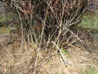 bush2.jpg