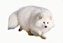 WhiteCoon.jpg