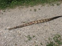 rattler.JPG