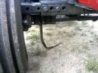 Tractor snake 2.jpg