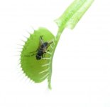 venus_fly_trap.jpg