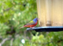 Painted_Bunting-by Kathy.jpg