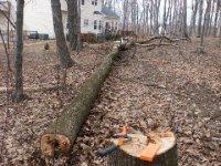 245552-Tree (11a).JPG