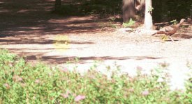 294635-Chicks_1_Small.jpg