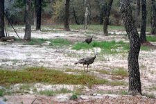 294963-TurkeyVisit.JPG