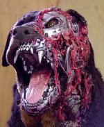 rottweiler.jpg
