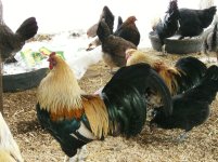 chickens.jpg