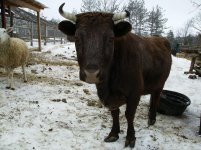 maximoo.jpg