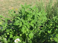 Mys-Plant-1.jpg