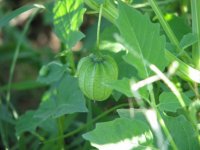 Mys-Plant-4.jpg