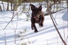 3-5-09 snow shoe 008.jpg