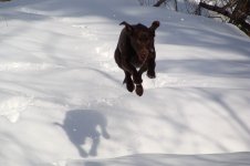 3-5-09 snow shoe 011.jpg