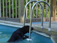 5-15-09 florida visit-dog pool jump 068.jpg