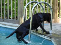 5-15-09 florida visit-dog pool jump 069.jpg