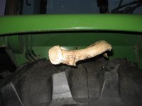 Antler in Tire.jpg
