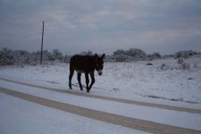 Valentines Day Snow01.jpg