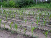 The Corn.JPG