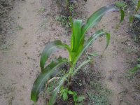 The biggest plant.JPG