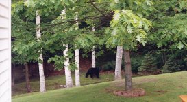 Bear3.jpg
