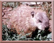 8-143882-woodchuck.jpg